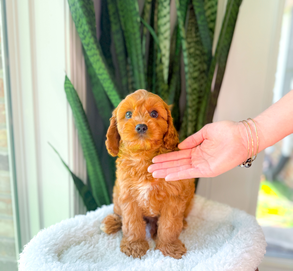 Best Cavapoo Baby