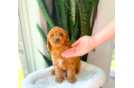 Cute Cavapoo Baby
