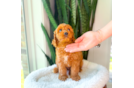 Best Cavapoo Baby