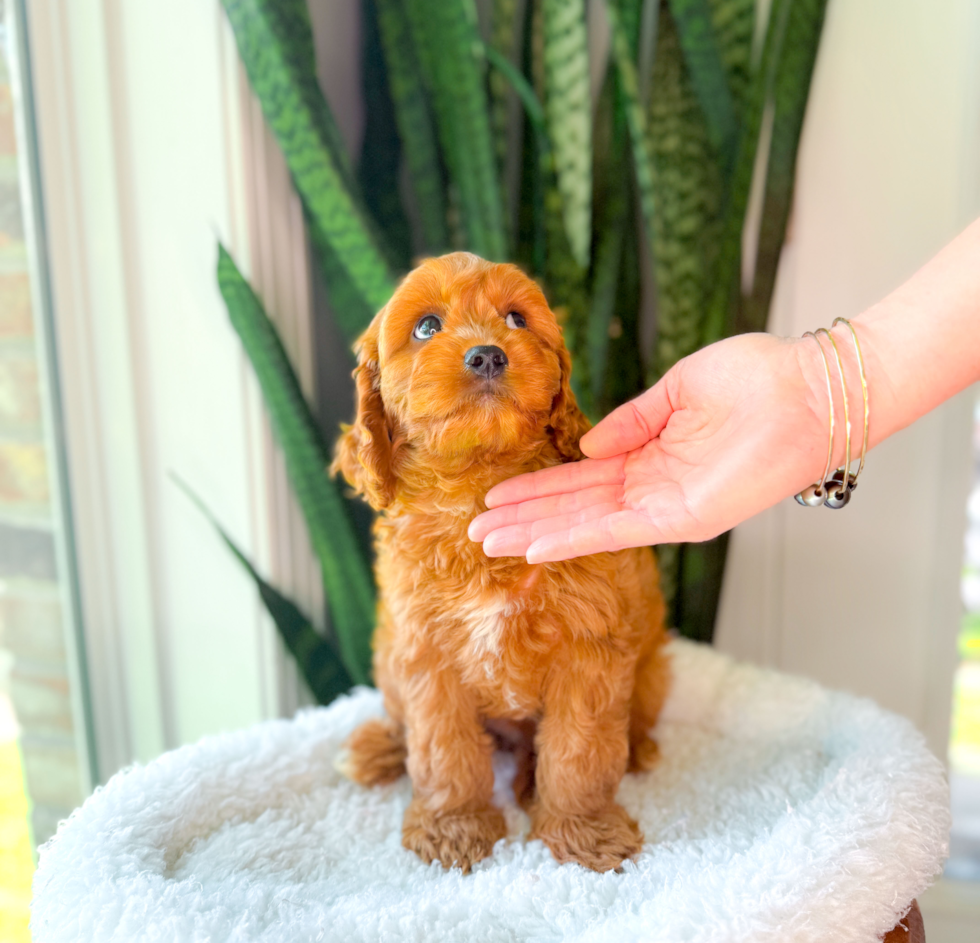 Best Cavapoo Baby