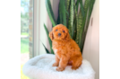 Cavapoo Pup Being Cute