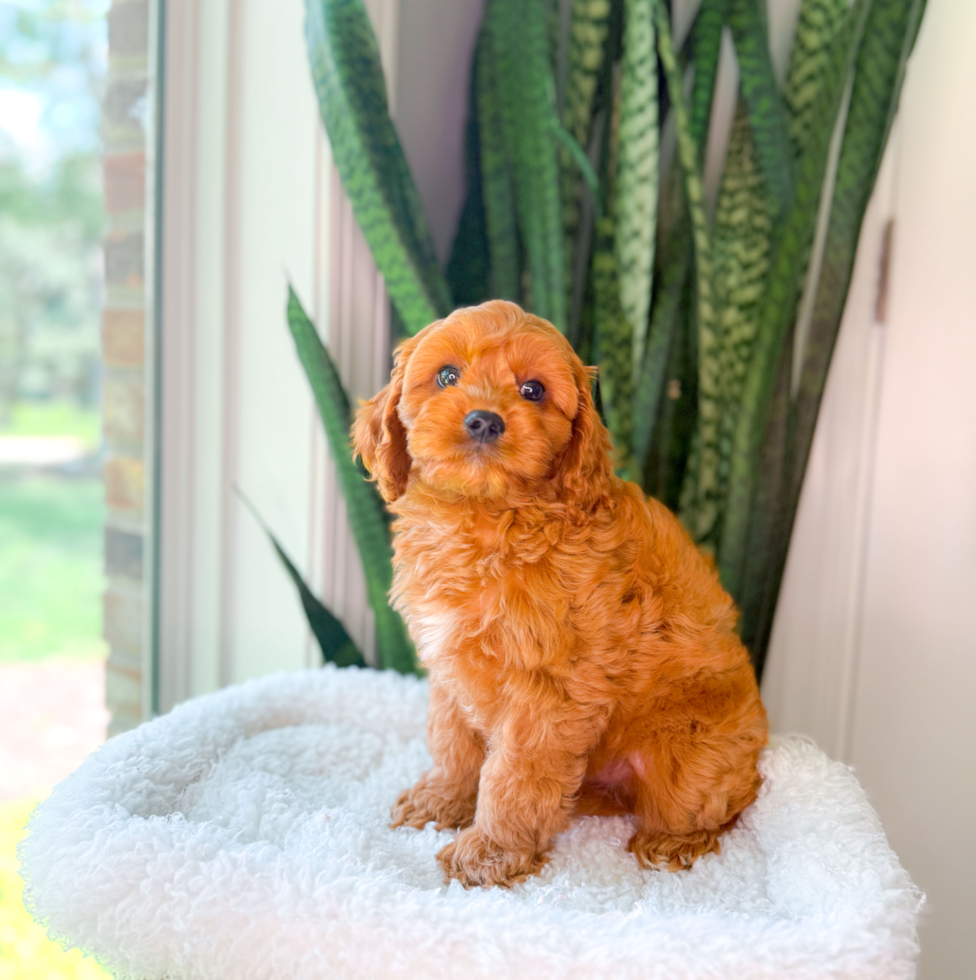 Cavapoo Pup Being Cute