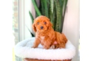 Cavapoo Puppy for Adoption
