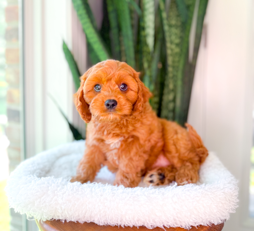 Cavapoo Puppy for Adoption