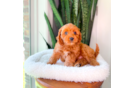 Cute Cavapoo Baby