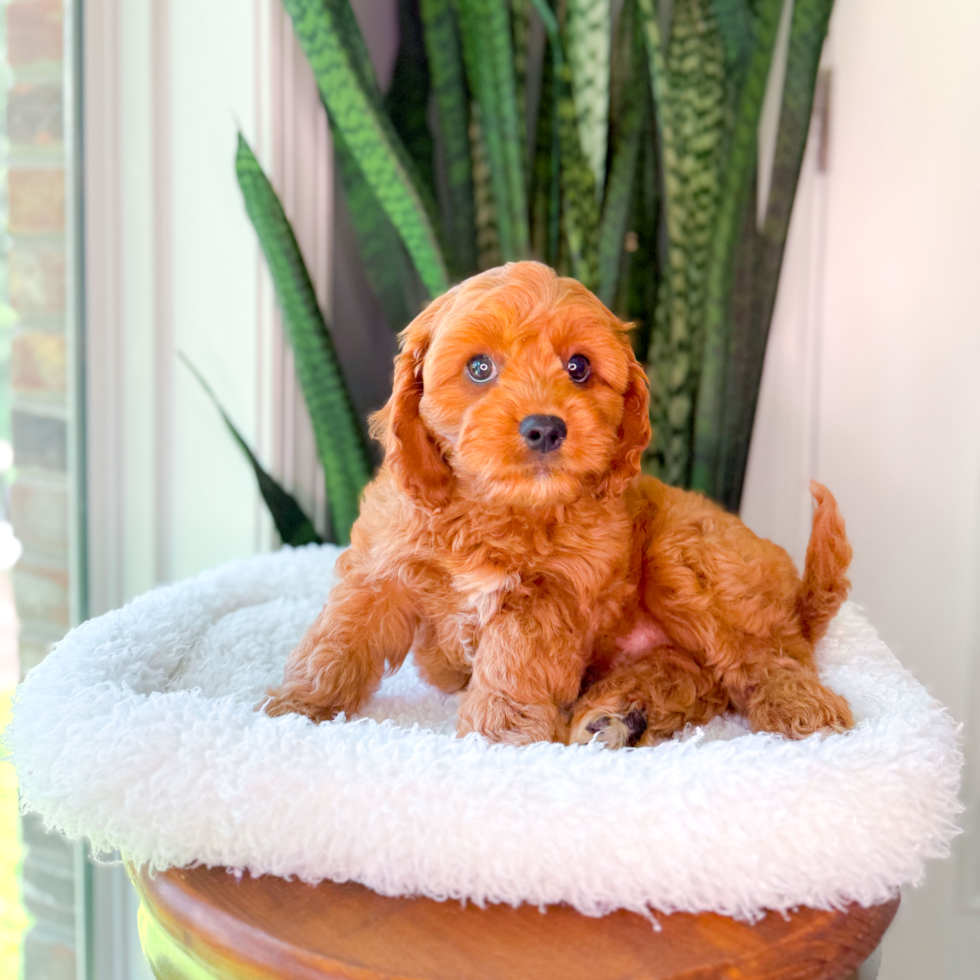 Cute Cavapoo Baby