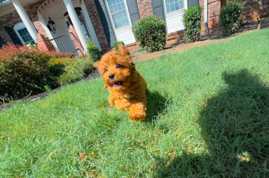 Best Cavapoo Baby