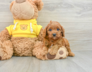 9 week old Cavapoo Puppy For Sale - Simply Southern Pups