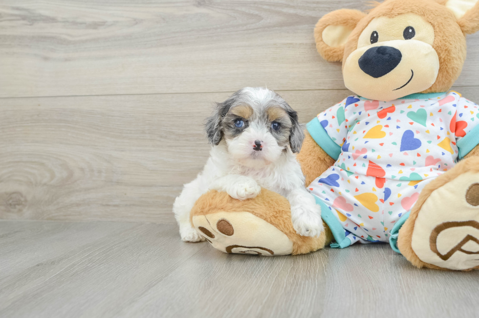 5 week old Cavapoo Puppy For Sale - Simply Southern Pups