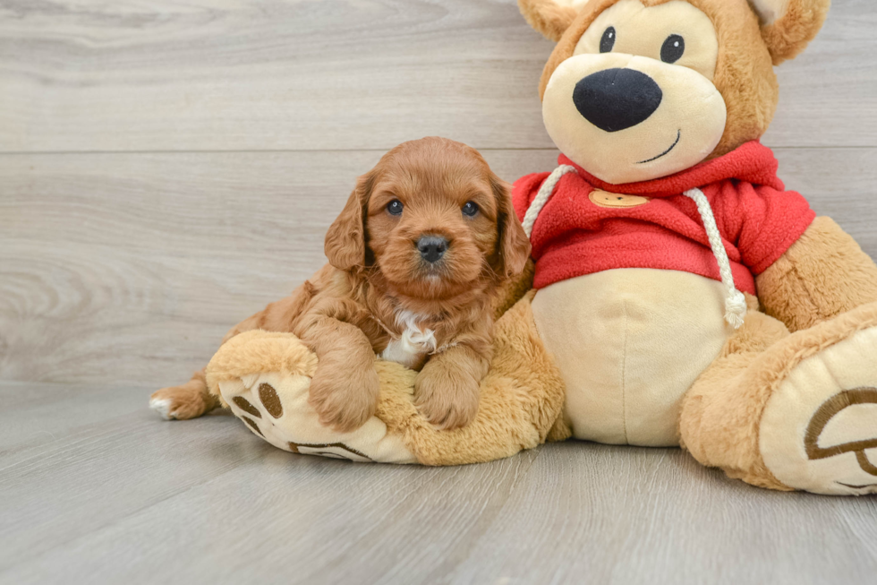 Cavapoo Puppy for Adoption