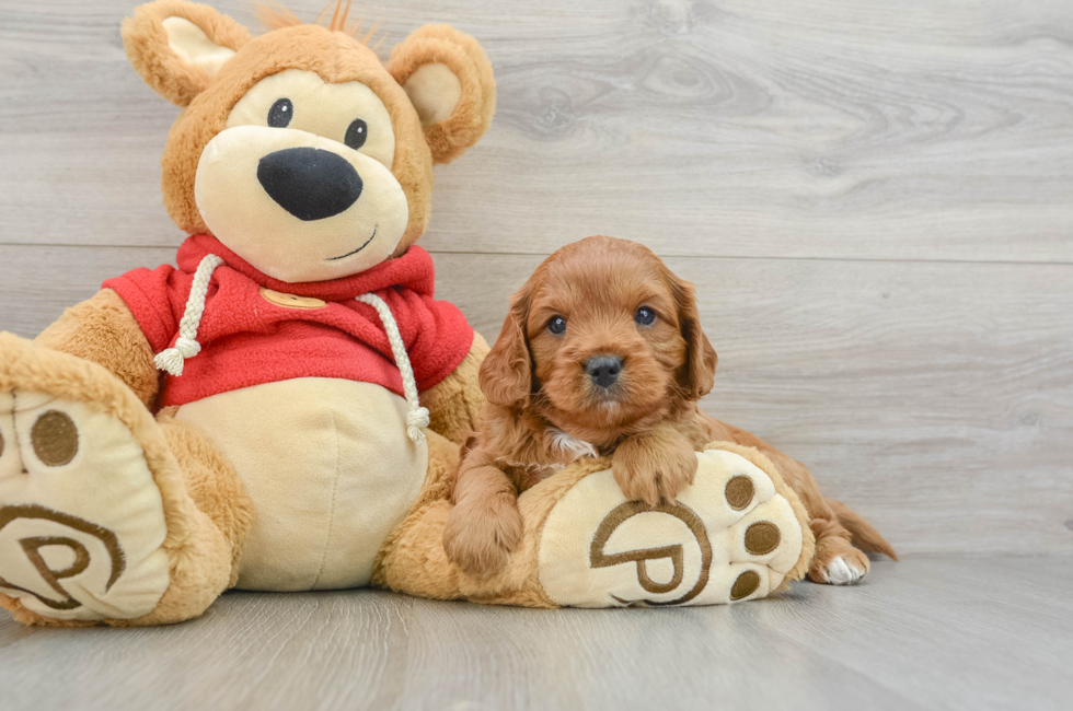 6 week old Cavapoo Puppy For Sale - Simply Southern Pups