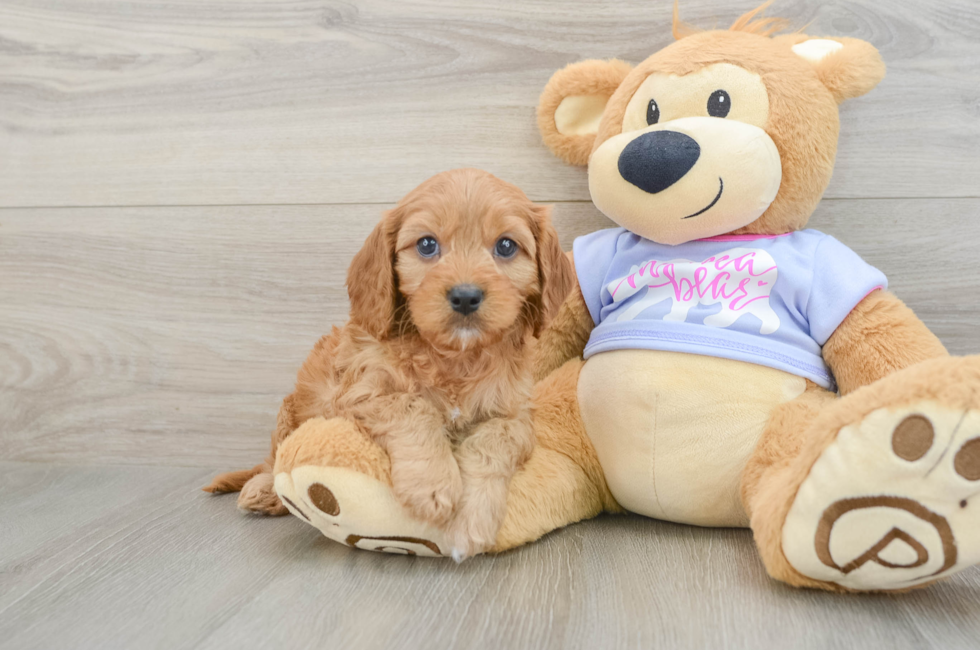 7 week old Cavapoo Puppy For Sale - Simply Southern Pups