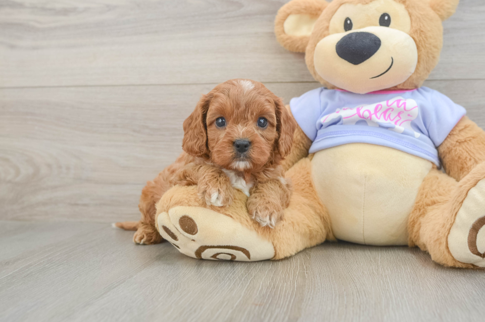 6 week old Cavapoo Puppy For Sale - Simply Southern Pups