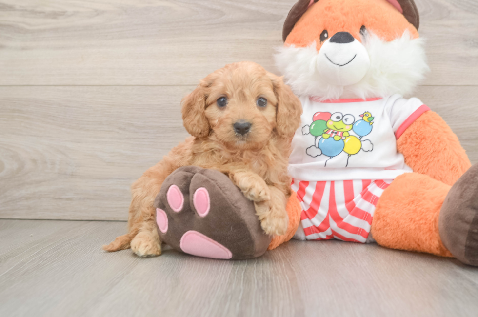 6 week old Cavapoo Puppy For Sale - Simply Southern Pups