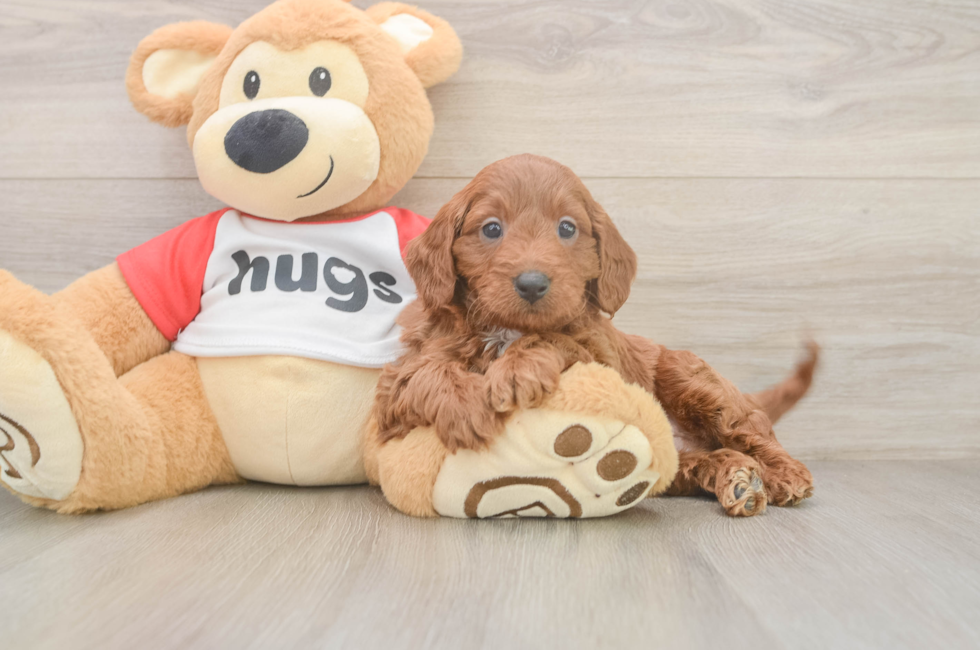6 week old Cavapoo Puppy For Sale - Simply Southern Pups