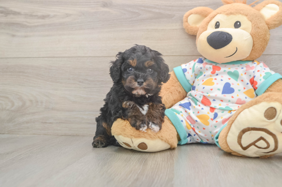 5 week old Cavapoo Puppy For Sale - Simply Southern Pups