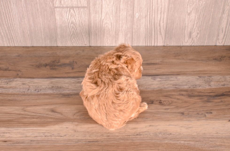 Cavapoo Puppy for Adoption