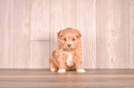 Best Cavapoo Baby