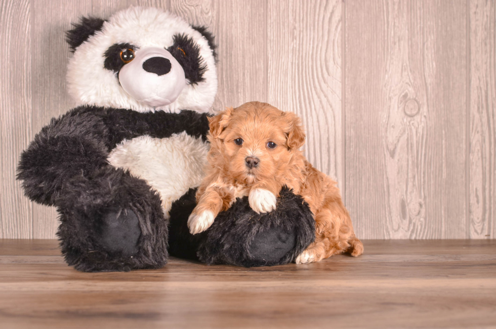 Cavapoo Pup Being Cute