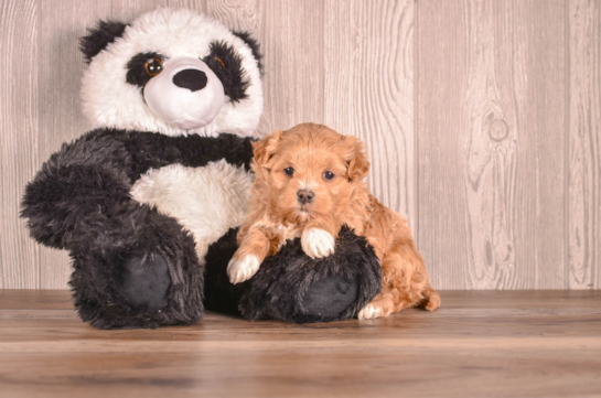 Cavapoo Pup Being Cute