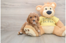Friendly Cavapoo Baby
