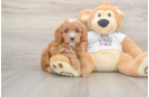 Smart Cavapoo Poodle Mix Pup