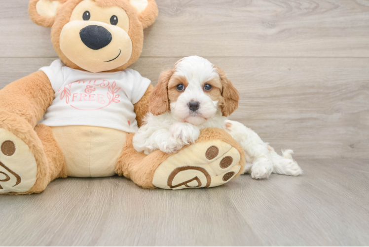 Funny Cavapoo Poodle Mix Pup