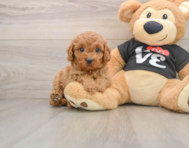 8 week old Cavapoo Puppy For Sale - Simply Southern Pups