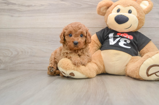 Best Cavapoo Baby