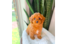 Best Cavapoo Baby