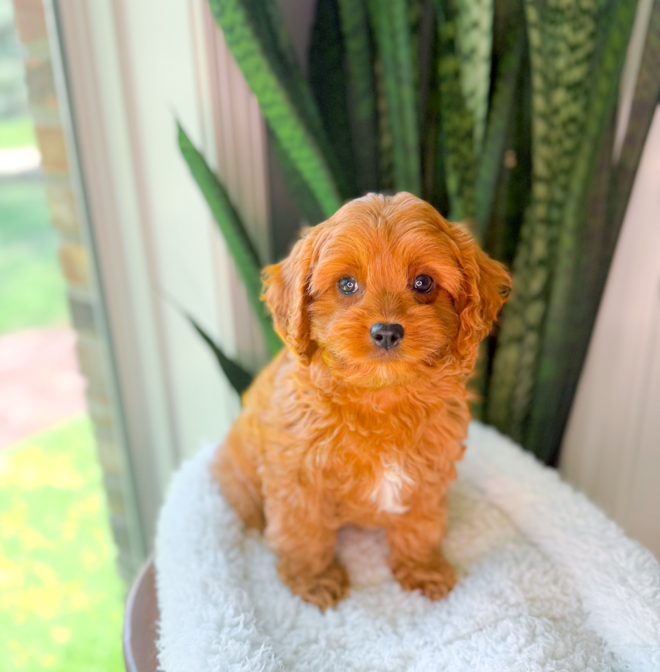 Best Cavapoo Baby