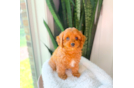 Cavapoo Pup Being Cute