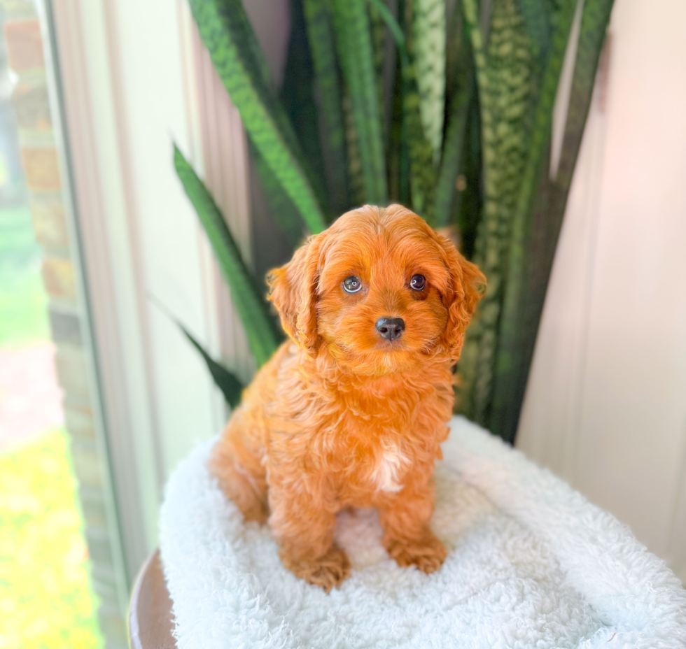 Cavapoo Pup Being Cute