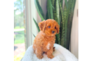 Best Cavapoo Baby