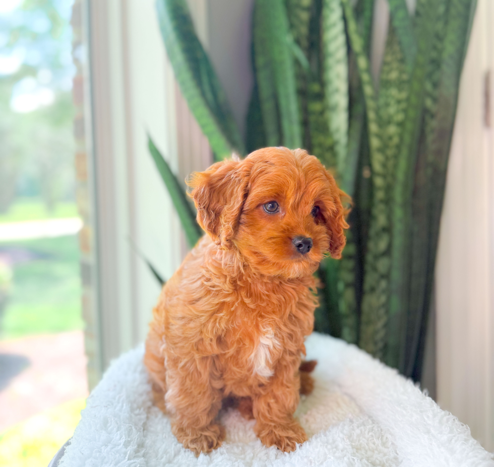 Best Cavapoo Baby