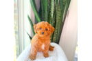 Cavapoo Pup Being Cute
