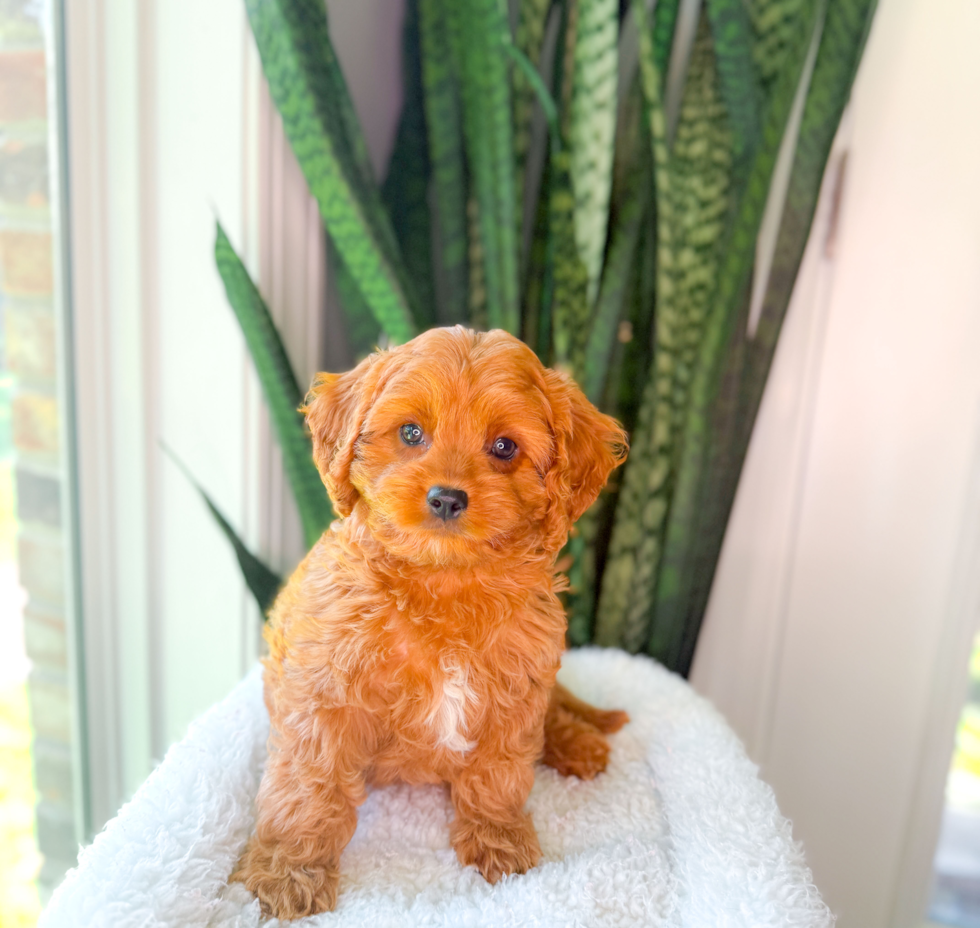 Cavapoo Pup Being Cute