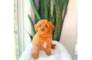 Cute Cavapoo Poodle Mix Pup