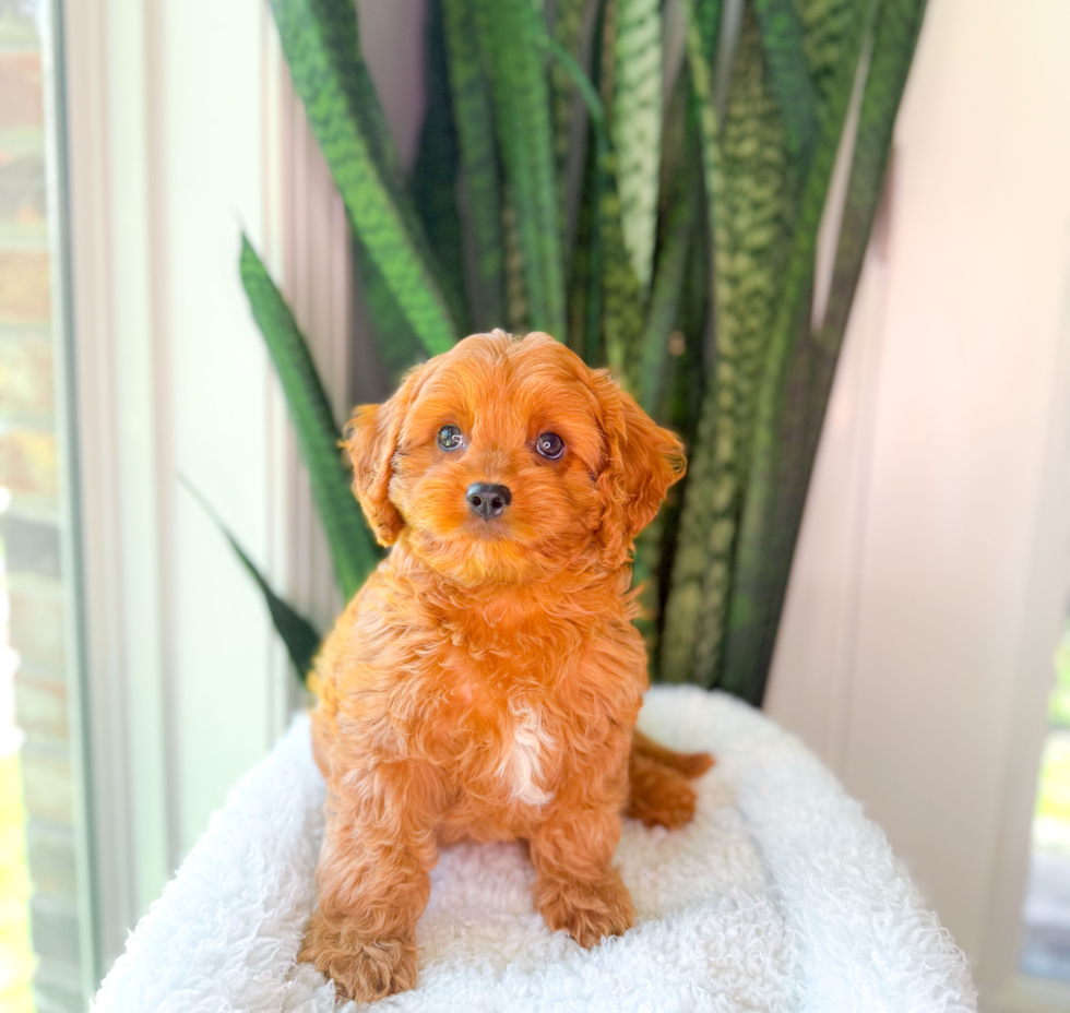Cute Cavapoo Poodle Mix Pup