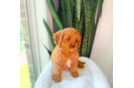 Cavapoo Puppy for Adoption