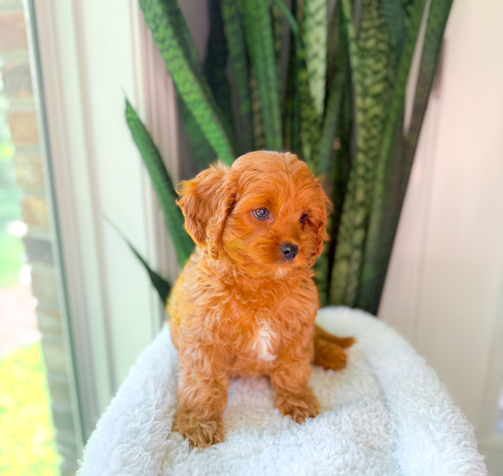 Cavapoo Puppy for Adoption
