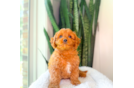 Best Cavapoo Baby