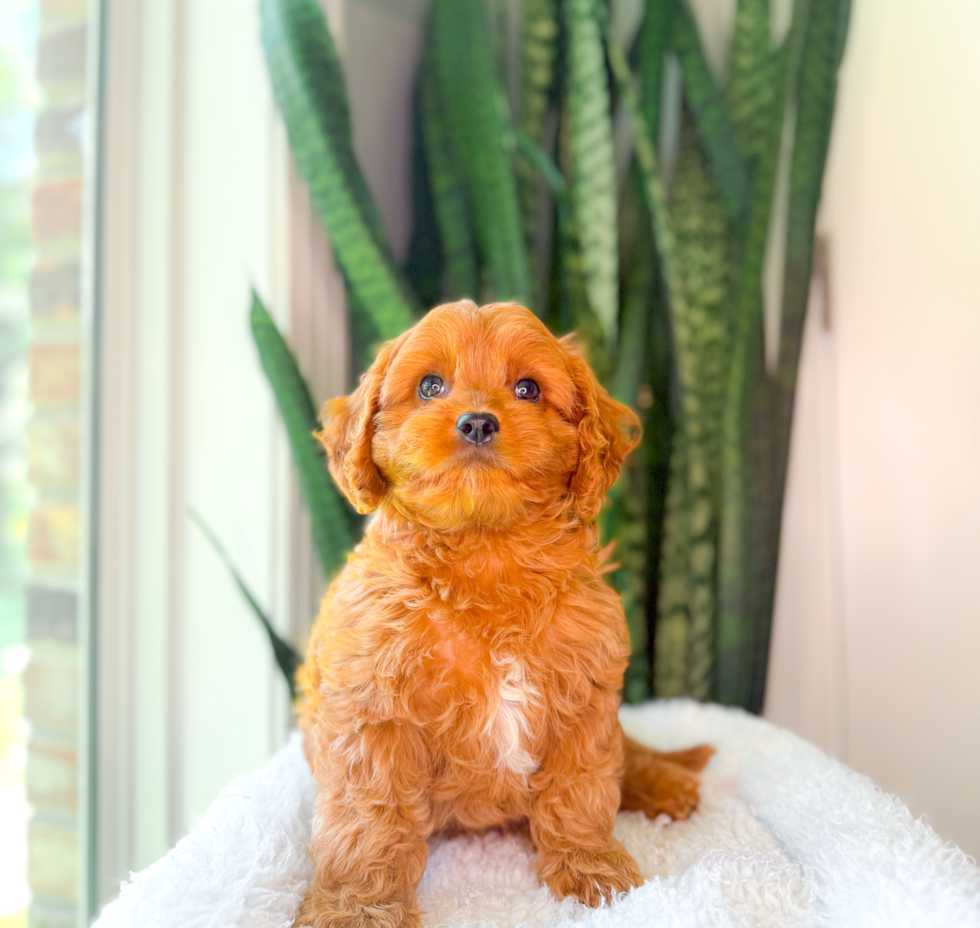 Best Cavapoo Baby