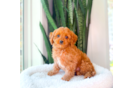 Cute Cavapoodle Poodle Mix Puppy