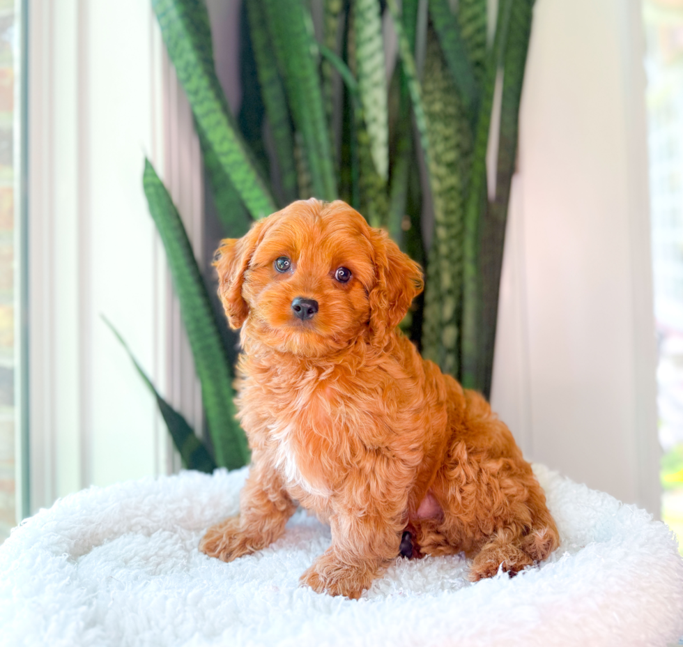 Cute Cavapoodle Poodle Mix Puppy