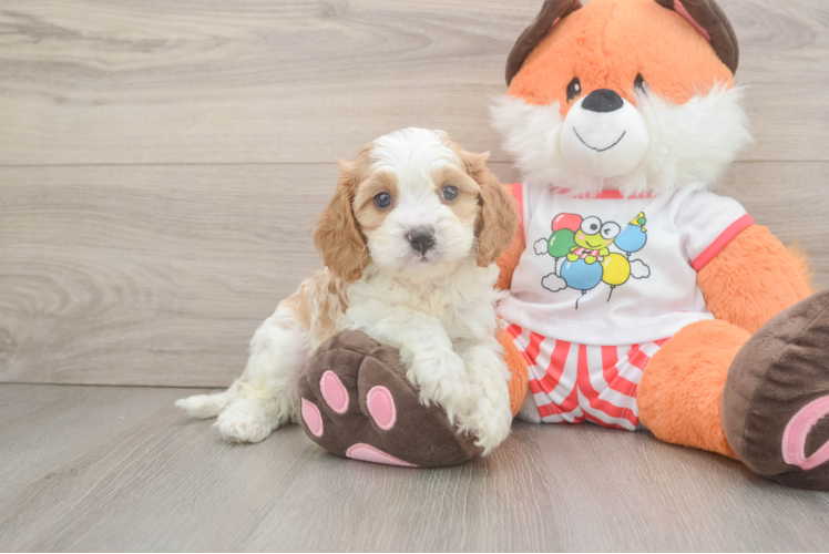Cavapoo Pup Being Cute