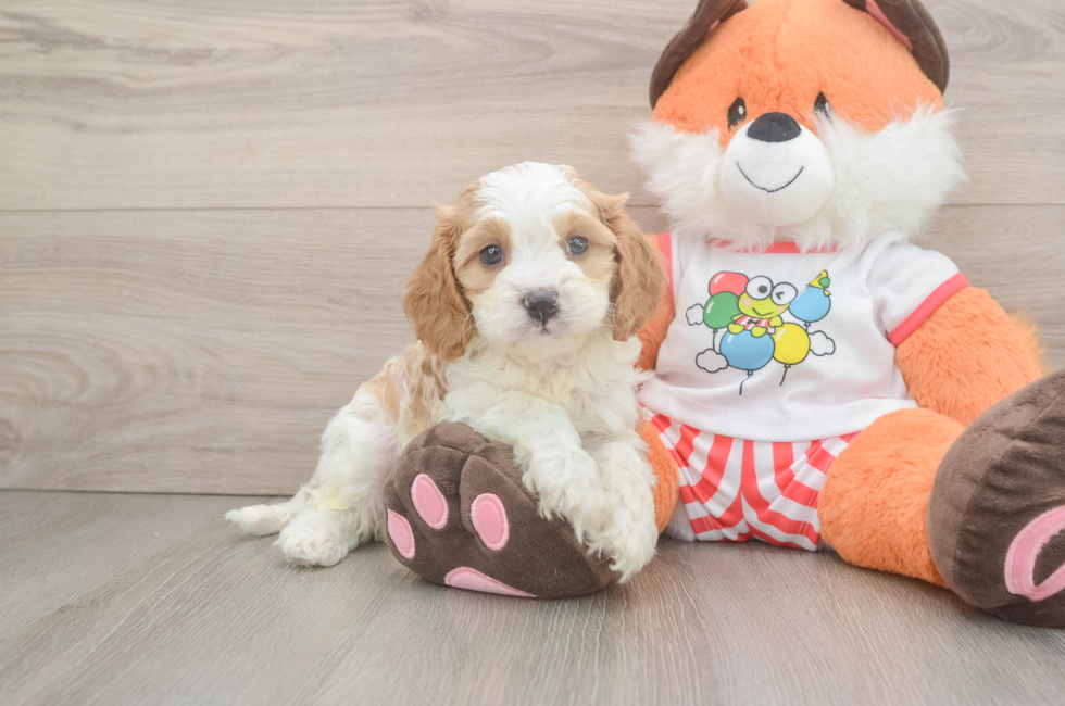 5 week old Cavapoo Puppy For Sale - Simply Southern Pups