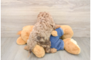 Funny Cavapoo Poodle Mix Pup