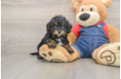 Cavapoo Puppy for Adoption