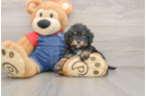 Cavapoo Puppy for Adoption